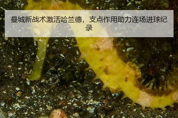 man-cheng-xin-zhan-shu-ji-huo-ha-lan-de-zhi-dian-zuo-yong-zhu-li-lian-chang-jin-qiu-ji-lu-2-140.jpg